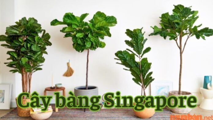 Cây bàng Singapore: Đặc điểm, ý nghĩa và cách chăm sóc chuẩn nhất