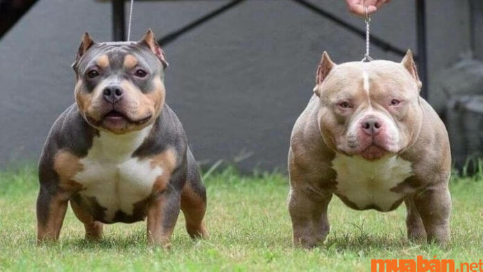 Cẩm nang nuôi chó Pitbull - Giống chó mạnh mẽ số 1 thế giới