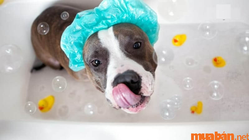 Cách chăm sóc và vệ sinh chó Pitbull