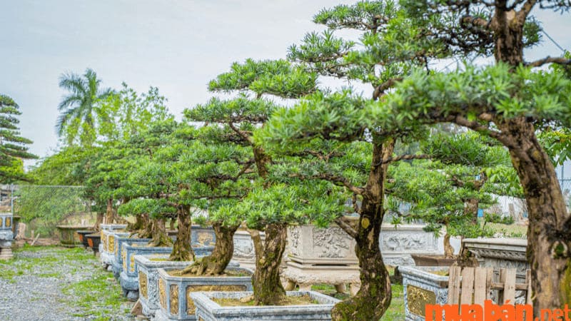 Cây Tùng La Hán tượng trưng cho phồn vinh và thịnh vượng