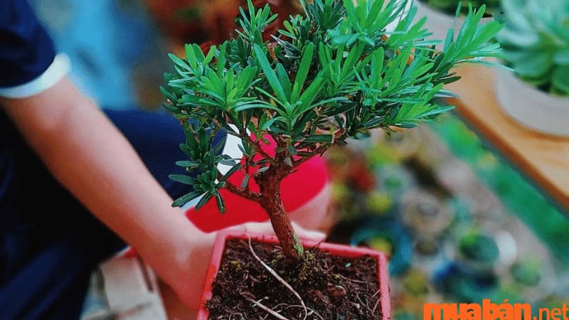 Cách trồng và chăm cây Tùng La Hán