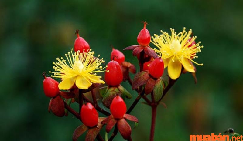 Chuỗi ngọc đỏ với hoa màu vàng ấn tượng