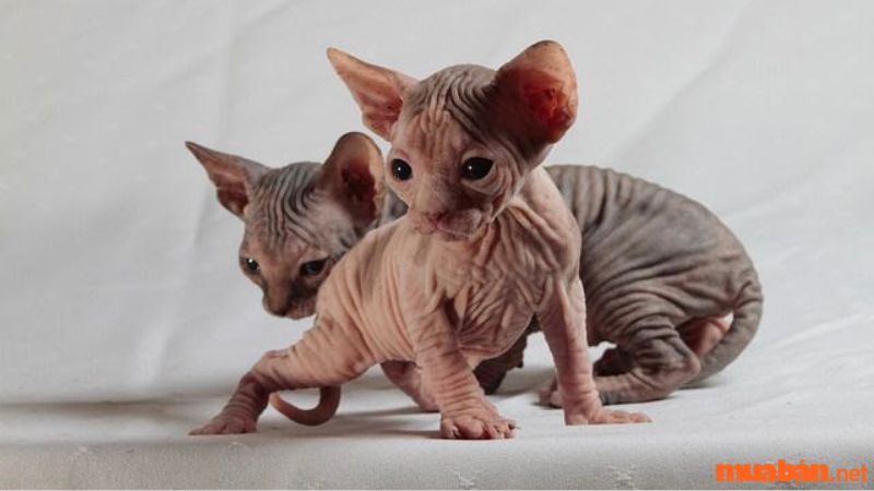 Cách phân biệt mèo không lông (mèo Sphynx) thuần chủng