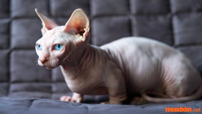 Những bệnh lý thường gặp ở mèo không lông (mèo Sphynx)