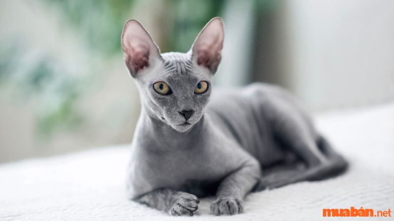 Nguồn gốc của mèo không lông (mèo Sphynx)