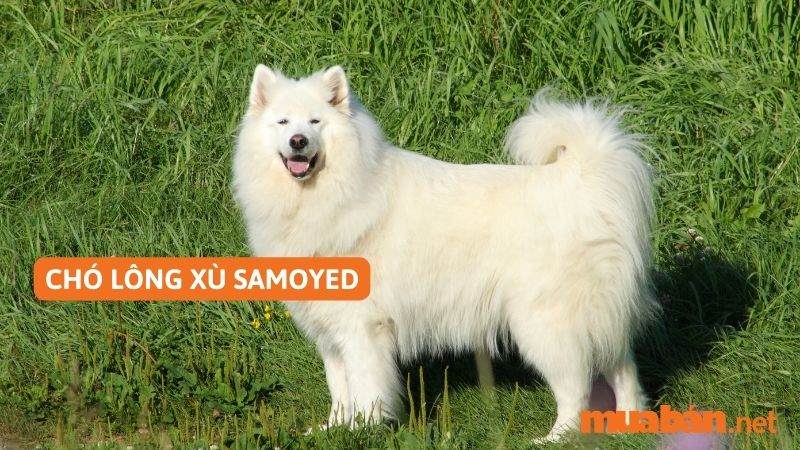  Chó lông xù Samoyed