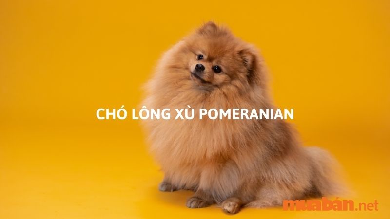 Chó lông xù Pomeranian (phốc sóc)