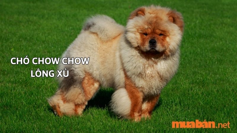 Chó Chow Chow lông xù