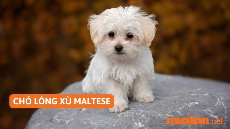 Chó lông xù Maltese