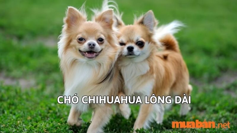 Chó Chihuahua lông dài