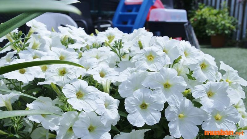 Hoa dạ yến thảo trắng 