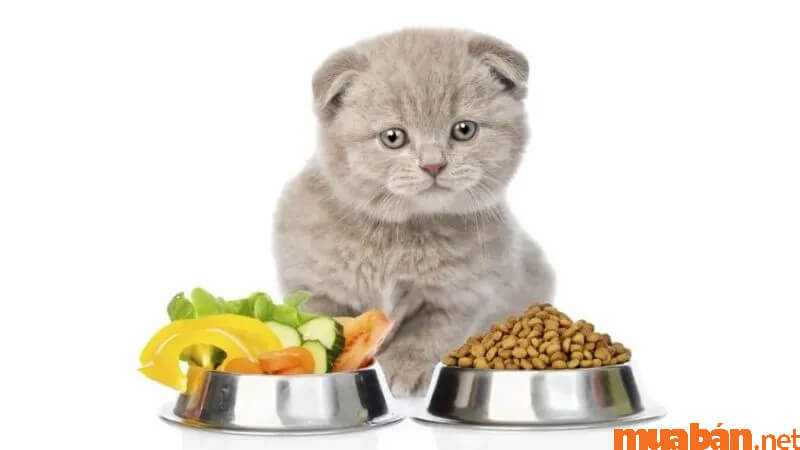 Thức ăn dành cho mèo tai cụp