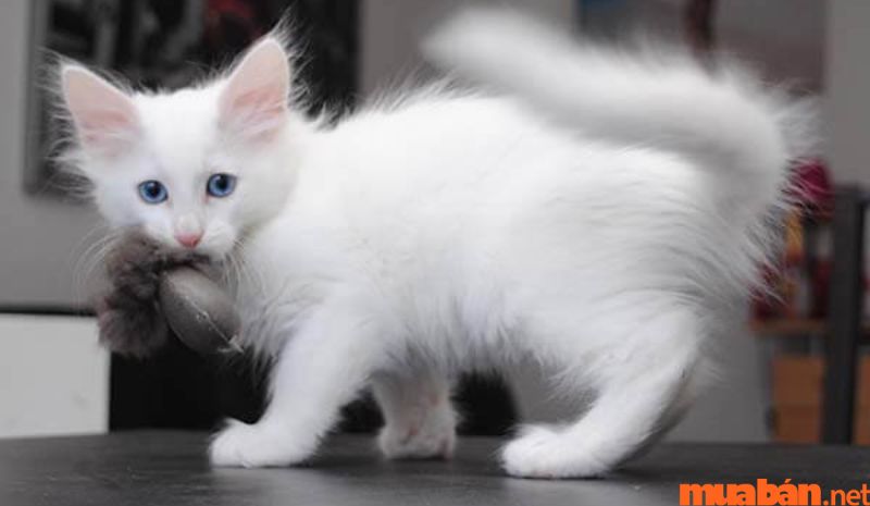 Mèo Anh lông dài màu trắng quý phái