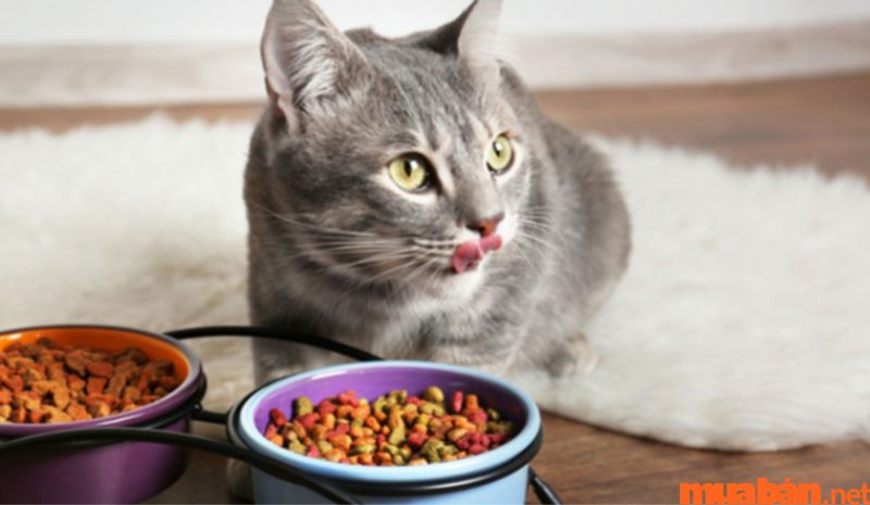 Nên bổ sung các chất dinh dưỡng khác nhau cho mèo
