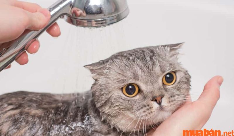 Tắm cho mèo giúp loại bỏ bọ chét