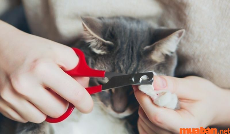 Nên cắt móng cho mèo định kỳ để chúng không cào bậy