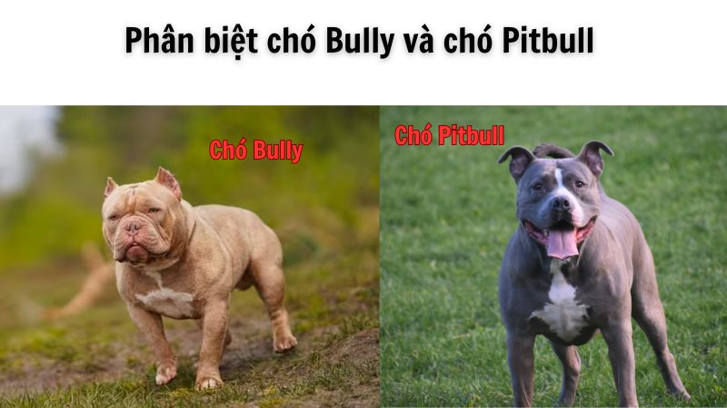 Phân biệt chó Bully và chó Pitbull