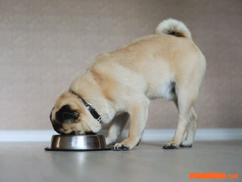 Nên lưu ý chế độ ăn của chó Pug theo từng giai đoạn phát triển
