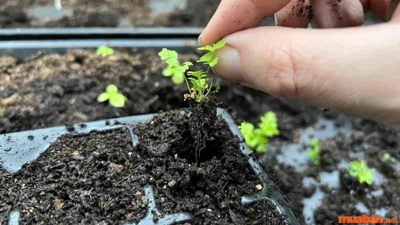 Cách trồng cây dương xỉ trong chậu