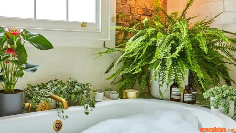 Trang trí cây dương xỉ trong phòng tắm là một ý tưởng đầy sáng tạo