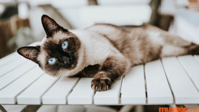Mèo Xiêm: Tất tần tật về nguồn gốc, đặc điểm, cách nuôi và giá bán