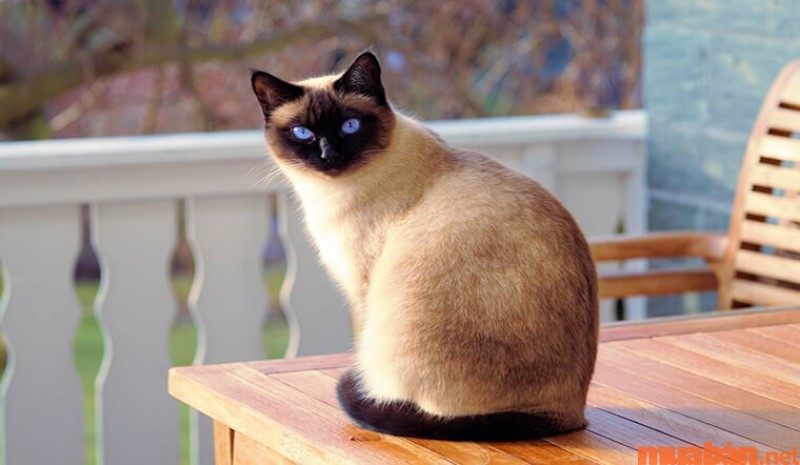 Mèo Siamese màu lông xám kem