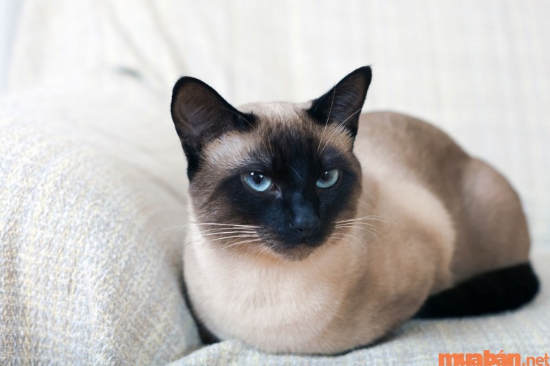 Mèo Siamese màu lông xám xanh