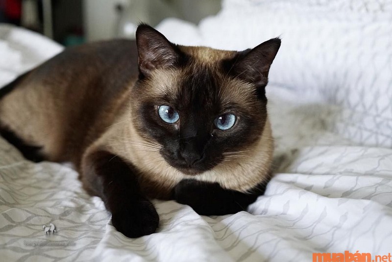 Mèo Siamese màu lông socola