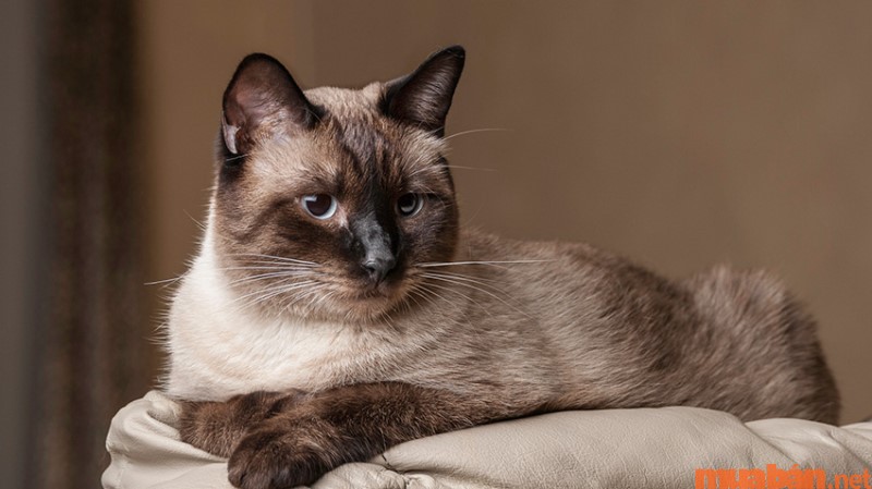 Một số vấn đề sức khỏe thường gặp ở mèo Siamese