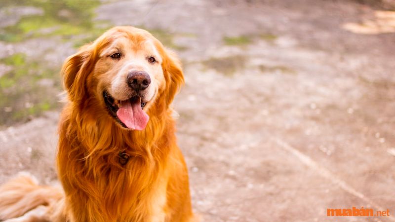 Cách vệ sinh và chăm sóc cho giống chó Golden