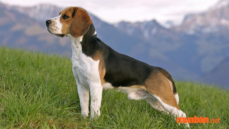 Một số giống chó Beagle lai