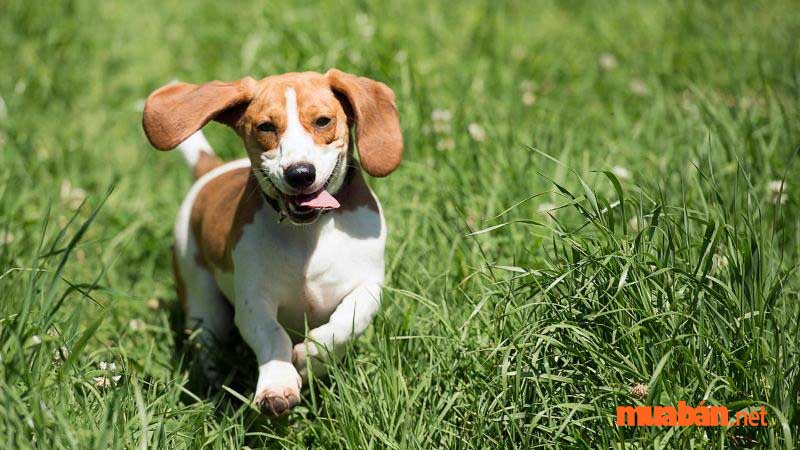 Chó Beagle thuần chủng