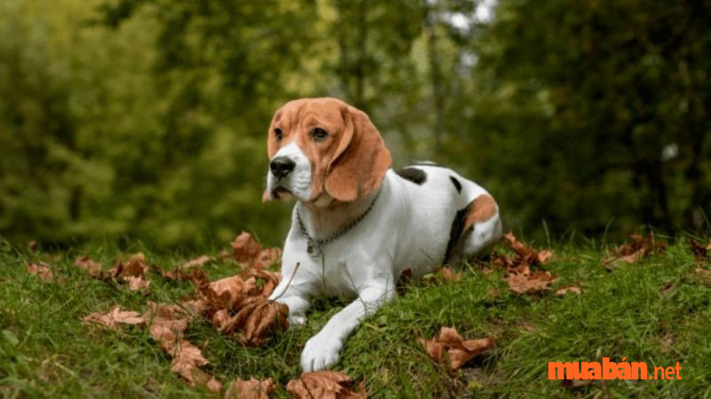 Tính cách của chó Beagle