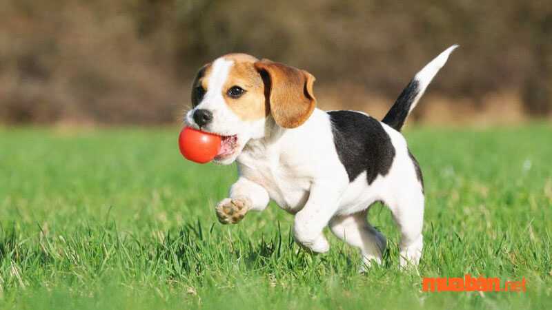 Tìm hiểu giống chó Beagle