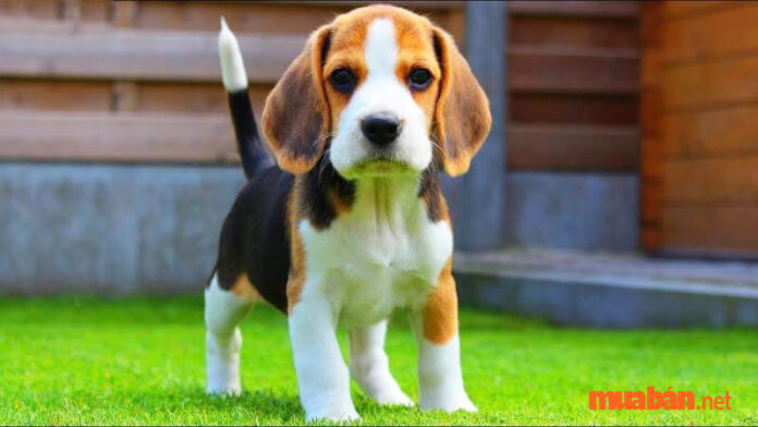 Chó Beagle - Giá bán, cách nuôi và huấn luyện hiệu quả