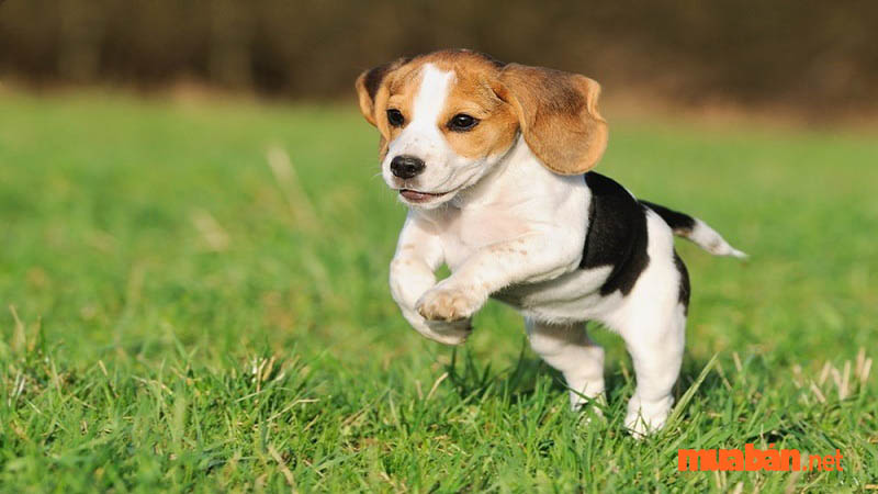 Một số bệnh thường gặp ở chó Beagle