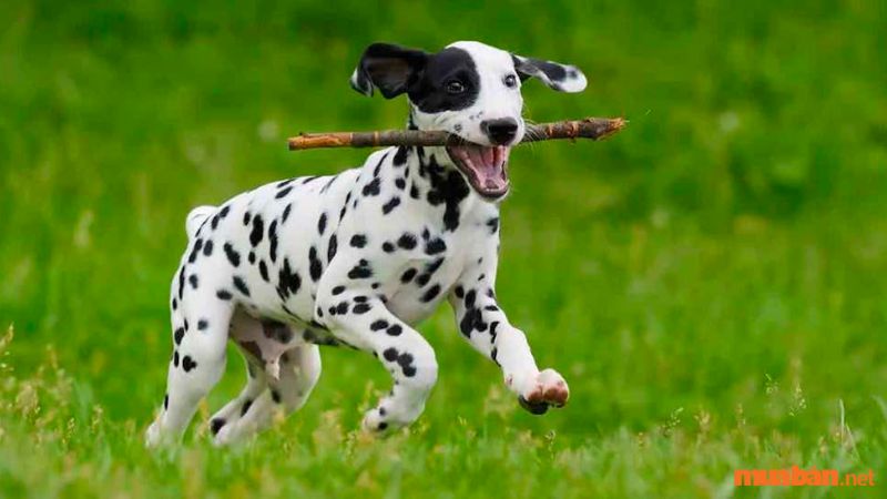 Chó Đốm rất năng động và thích vận động, chạy nhảy