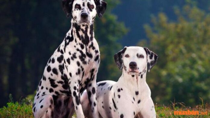 Chó Đốm Dalmatian – Đặc điểm, cách nuôi và giá mua