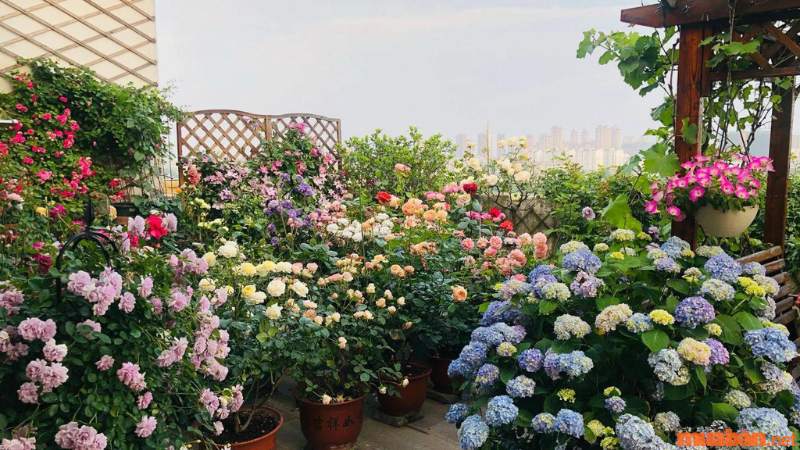 Lưu ý khi chọn các loài hoa trồng trong sân vườn