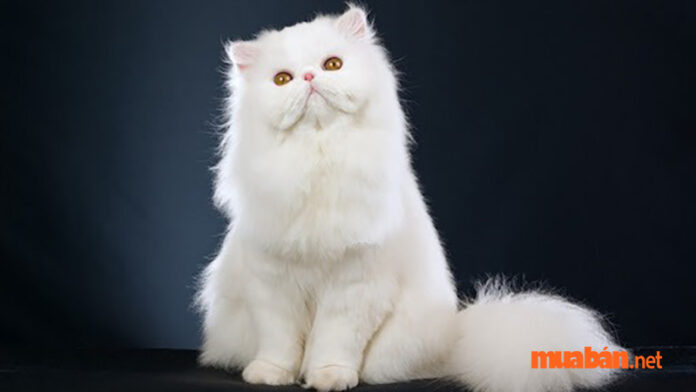 Đặc điểm mèo Ba Tư, cách nuôi và chăm sóc tốt