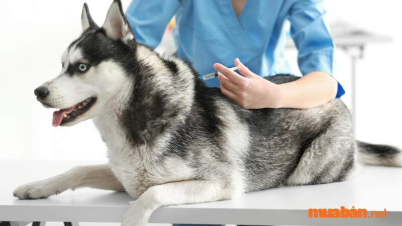 Một số bệnh lý thường gặp của chó Husky