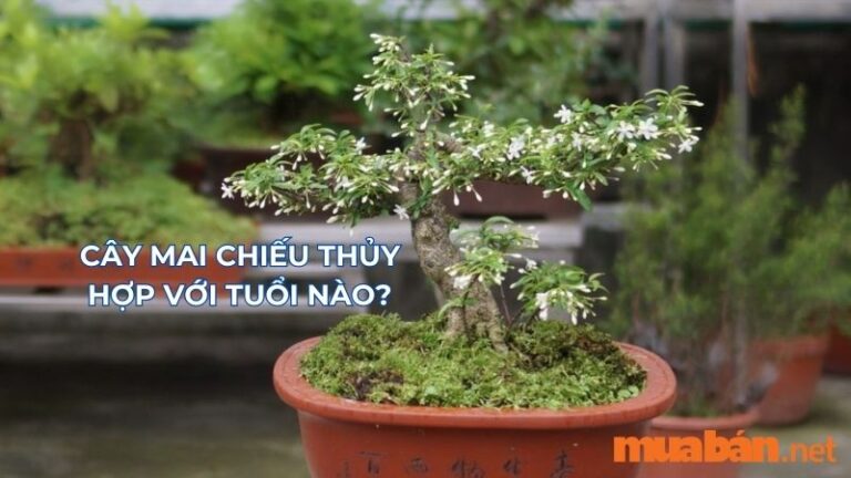 Cây mai chiếu thủy hợp với tuổi nào? Giá bán cây mai chiếu thủy