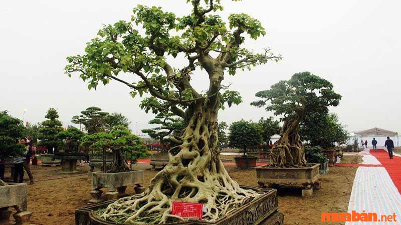Cây bồ đề bonsai mini