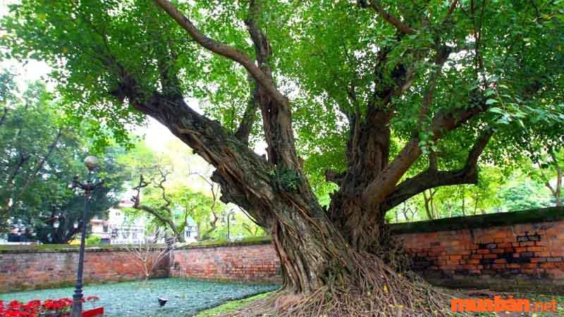 Nguồn gốc và đặc điểm của cây bồ đề