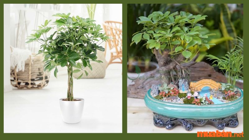Ngũ gia bì bonsai, phong thủy