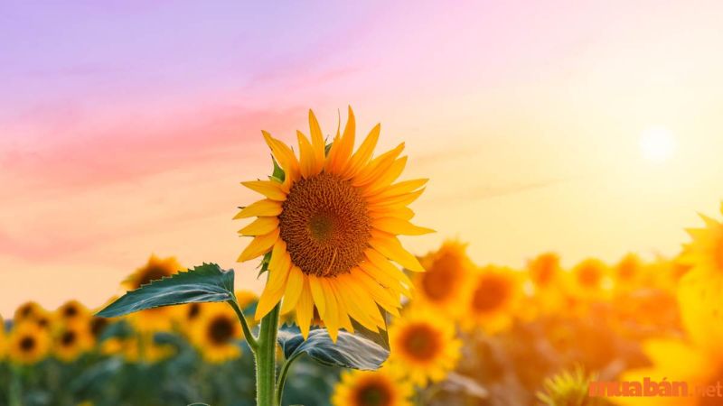 Hoa Hướng Dương (Sunflower)