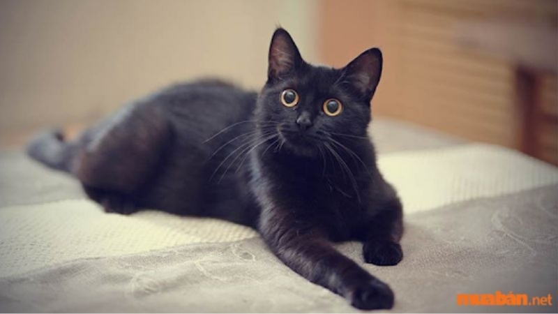 Mèo mướp đen