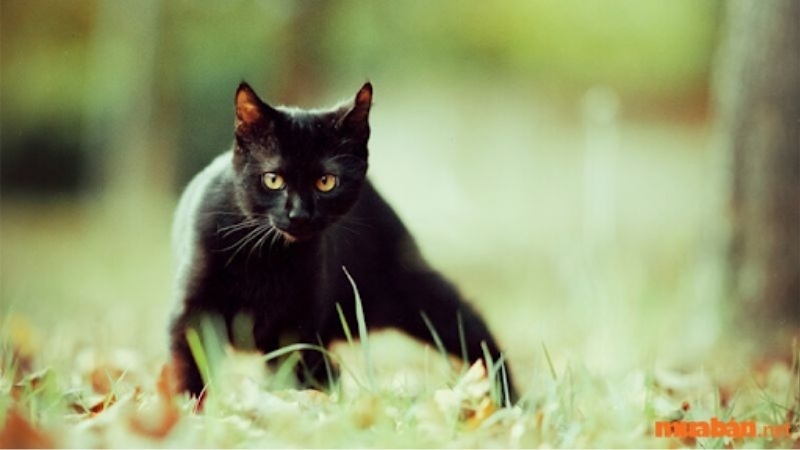 Mèo mướp đen hay còn gọi là mèo mun