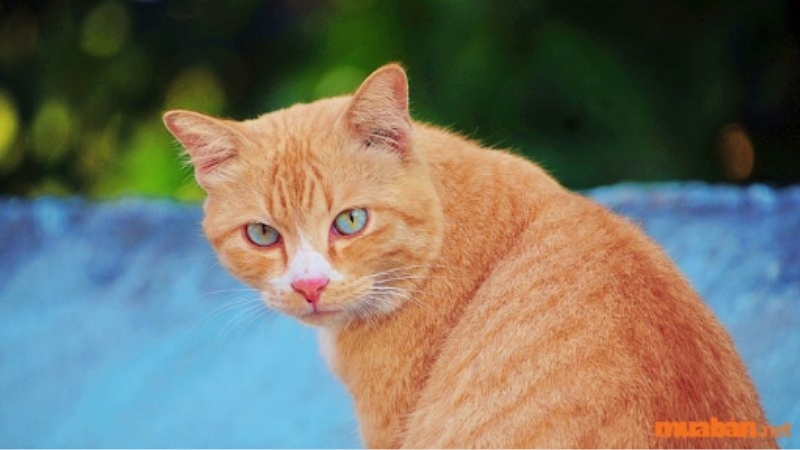 Mèo mướp với bộ lông vàng và hòn bi ve xanh ngọc