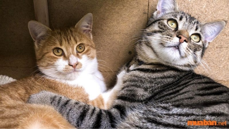 Hình ảnh 2 chú mèo mướp đáng yêu